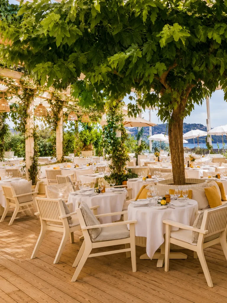 Dining room under a vine-covered pergola around a central tree with a sea view at Loulou Restaurant Saint-Tropez