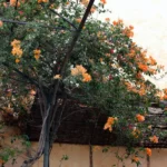 Orange bougainvillea climbing a weathered ochre facade with a pink shutter at SPOT Palma De Mallorca