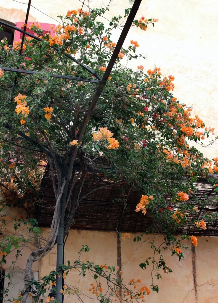 Orange bougainvillea climbing a weathered ochre facade with a pink shutter at SPOT Palma De Mallorca